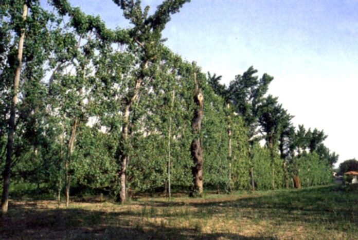 Alberata aversana per Asprinio, credits AgroNotizie