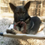 Cane antidroga da 20 mila euro, “Civici con Possamai” e PD: “Il simbolo dei fallimenti sulla sicurezza di Rucco” Aria, cane antidroga della Polizia locale di Vicenza