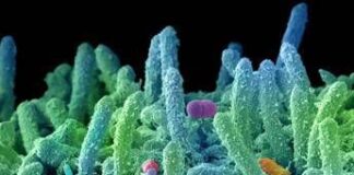 L’arma segreta del superbug: produce ‘antibiotici’ contro germi concorrenti