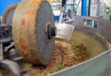 In olio veritas: L’or des Pouilles. Le Lycée “Da Vinci” Bisceglie, frantoio Galantino et Ciccolella Olio, l'oro di Puglia