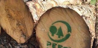 Pefc Italia, 71mila tonnellate di CO2 assorbita da foreste certificate