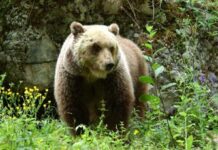 Turista aggredito da un orso, Sergio Berlato, ECR – FDI: “Urge un Piano di gestione e di contenimento di tutti i grandi carnivori”. orso in trentino, interviene berlato