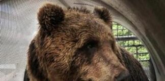 Uccise runner italiano nei boschi della Valle del Sole: slitta trasferimento dell’orsa JJ4 in Germania