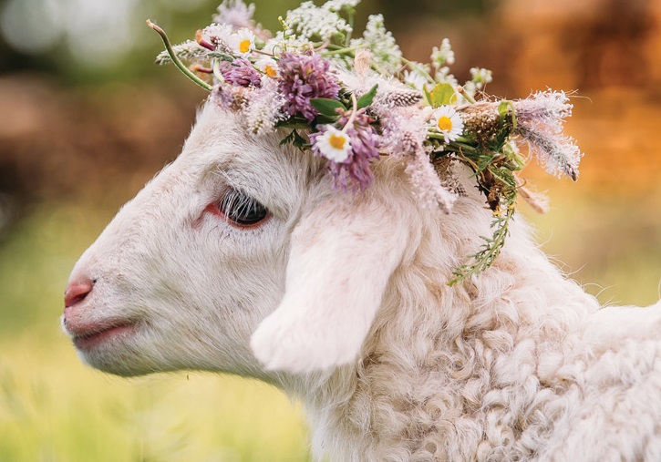 Agnello a primavera (Oipa)