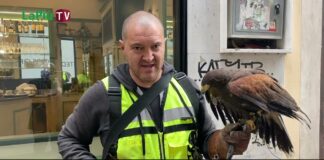 Vicenza, Enrico e la pojana che allontana i colombi per “disinfestare” i nidi e l’ambiente in piazza dei Signori e dintorni Enrico e la sua pojana