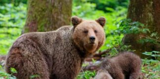 Runner ucciso: catturata durante la notte l’orsa Jj4 orsa jj4