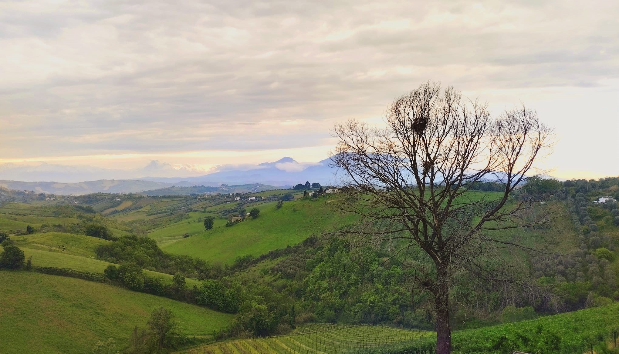 Colline da Roberto Capecci