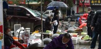 Covid, caccia all’animale che ha scatenato la pandemia: le specie sospettate