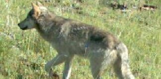 Riduzione status protezione lupo, arriva il sì dalla IX Commissione Senato. De Carlo: “Un passo fondamentale” lupo meno protetto