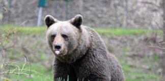 Trento, l’orsa di Dro sarà abbattuta: Fugatti firma l’ordinanza