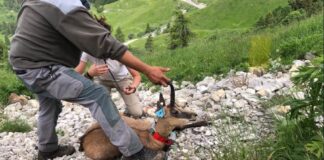 I camosci del Monte Grappa e il clima che cambia: polizia provinciale all’opera per i radiocollari agli animali Camosci del Monte Grappa