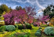 Giardini aperti, 4 giugno 2023: partire da una nuova filosofia della natura Carruba Garden, giardini a Bisceglie (BT)