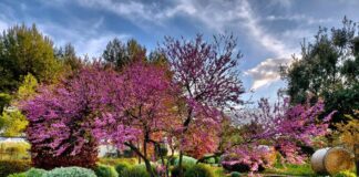 Giardini aperti, 4 giugno 2023: partire da una nuova filosofia della natura Carruba Garden, giardini a Bisceglie (BT)