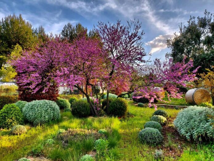 Carruba Garden, giardini a Bisceglie (BT)