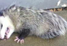 Opossum Party, ovvero come risolvere i problemi del Governo Il Governo e la strategia dell'Opossum