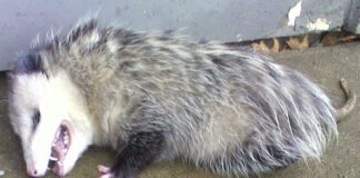 Opossum Party, ovvero come risolvere i problemi del Governo Il Governo e la strategia dell'Opossum