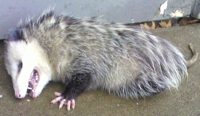Il Governo e la strategia dell'Opossum
