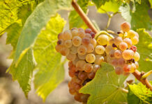 Riesling dalla Germania e dall’Austria al Wine Lab su “Wine Specialists Journal” Riesling credits svinando