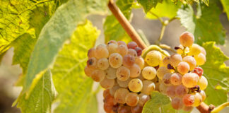 Riesling dalla Germania e dall’Austria al Wine Lab su “Wine Specialists Journal” Riesling credits svinando