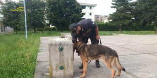 Spaccio di droga nel Vicentino: denunce e sequestri da parte della Guardia di finanza Spaccio di droga vicentino guardia di finanza unità cinofila