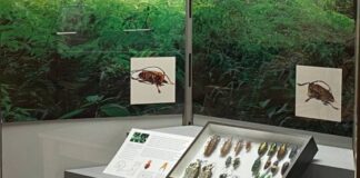 Inaugura il 16 giugno con una conferenza la mostra “Una smodata passione per i coleotteri” Una smodata passione per i coleotteri