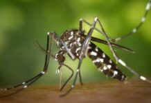 Zanzare a Vicenza, Baldinato: piccoli gesti quotidiani per prevenire Dengue, Chikungunya e Zika zanzare a vicenza