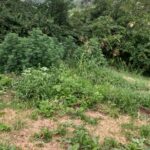 Thiene, Polizia Locale Nordest Vicentino: denunciato 51enne per coltivazione di marijuana Thiene, denunciato da Polizia Locale Nordest Vicentino 51enne per coltivazione di Marijuana