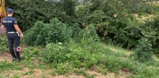 Thiene, Polizia Locale Nordest Vicentino: denunciato 51enne per coltivazione di marijuana Thiene, denunciato da Polizia Locale Nordest Vicentino 51enne per coltivazione di Marijuana