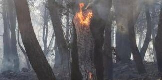 Incendi boschivi, nel 2024 superficie bruciata meno estesa. Colpite 16 regioni