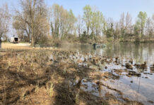 Lavori in corso per parco fiume Brenta: al via il “restauro ecologico” degli habitat per favorire la biodiversità e il ritorno delle specie autoctone Life Brenta 2030, Parco Fiume Brenta, restauro (Credits Etifor)