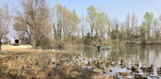Lavori in corso per parco fiume Brenta: al via il “restauro ecologico” degli habitat per favorire la biodiversità e il ritorno delle specie autoctone Life Brenta 2030, Parco Fiume Brenta, restauro (Credits Etifor)