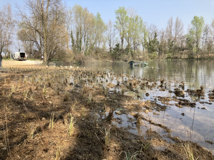 Life Brenta 2030, Parco Fiume Brenta, restauro (Credits Etifor)