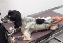 Sequestrato un cane in fin di vita, Laura Maggiolo (Oipa Padova): “Il cacciatore affamandolo pensava di renderlo più performante”
