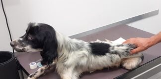 Sequestrato un cane in fin di vita, Laura Maggiolo (Oipa Padova): “Il cacciatore affamandolo pensava di renderlo più performante”