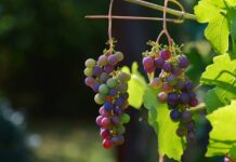 Crisi del settore vinicolo, Meritocrazia Italia: solo misure-tampone Settore vinicolo