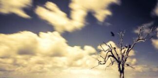 Acqua, disponibilità ridotta del 18% nel 2023