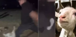 Capretta uccisa a calci in un agriturismo di Anagni, Codici: vicenda grave che deve essere punita Capretta uccisa a calci