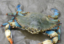 Granchio blu in Veneto: Natale senza vongole, produzione ridotta del 95 per cento Granchio blu in veneto