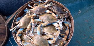 Acli Terra, Tavoletta: “Bene commissario straordinario Granchio blu, governo autorizzi anche altre specie ittiche aliene come il Lion fish” Granchio blu