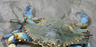 Granchio blu in Veneto: Natale senza vongole, produzione ridotta del 95 per cento Granchio blu in veneto