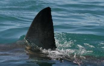 Morto il 12enne attaccato da uno squalo nel porto di Sydney