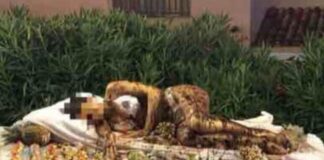 Ragazza nel buffet ricoperta di cioccolato, Sbrollini (Iv): “Episodio indecente, che insegnamento diamo ai nostri giovani?” Ragazza nel buffet ricoperta di cioccolato