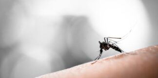 Lotta alle zanzare a Vicenza, giovedì 3 agosto distribuzione di prodotti larvicidi e volantini