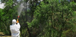 Virus West Nile: che fare? Testimonianza, appello e denuncia del fratello di una vittima del 2022 nel Padovano Zanzare a Vicenza, prevenzione per contrastare il West Nile virus