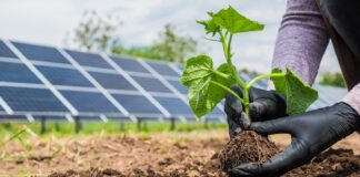 Banca del Veneto Centrale, opportunità per imprenditori agricoli: Bando del PNRR 2023 “Parco Agrisolare” Agrisolare Banca del Veneto Centrale