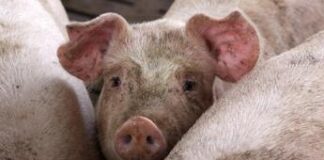 Peste suina, Martinelli (Assosuini): “In ritardo nel contrasto, a rischio intera filiera salumi”