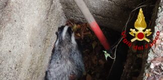 Conco, Vigili del fuoco: salvato un tasso ferito rifugiatosi in un tombino Vigili del fuoco salvano a Conco tasso ferito rifugiatosi in tombino