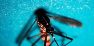 West Nile, Europa nel pieno della stagione: da luglio casi in aumento