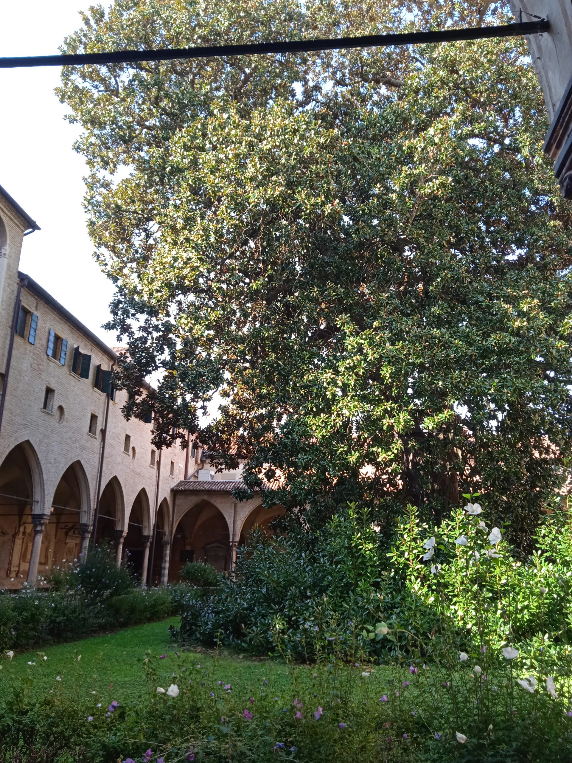 chiostro della magnolia