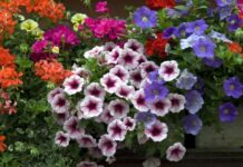 Vicenza fiorita 2023, alla biblioteca “La Vigna” le premiazioni per l’iniziativa del Fai Vicenza fiorita